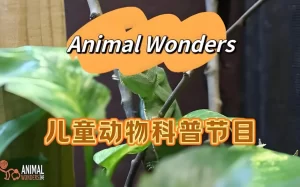 油管热门英文儿童动物科普节目《动物奇观 Animal Wonders》-资源妙妙屋