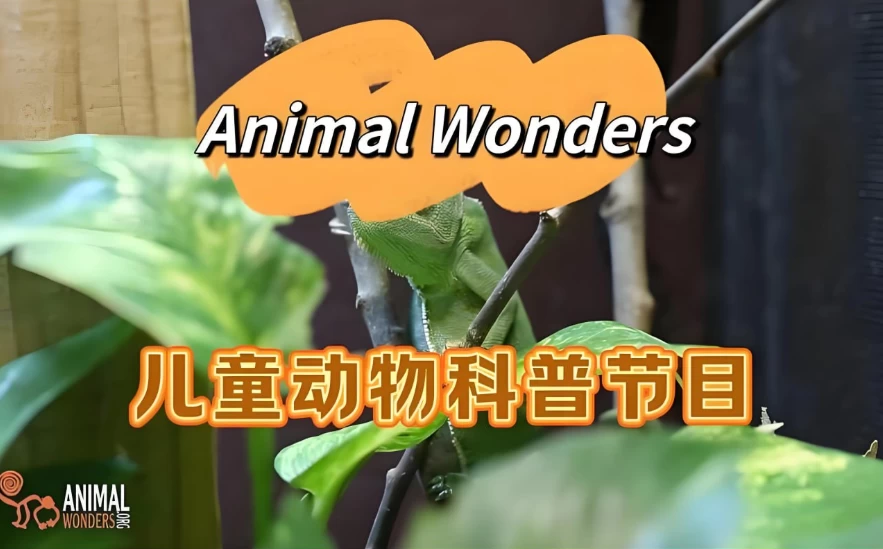 油管热门英文儿童动物科普节目《动物奇观 Animal Wonders》-资源妙妙屋